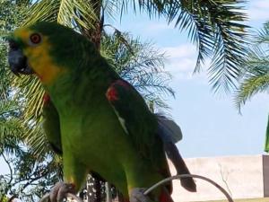 德尔菲诺波利斯Pousada da Lua的绿黄鹦鹉坐在树上