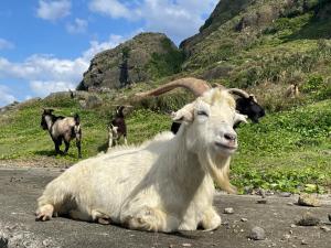 Lanyu兰屿IGANG文旅的山羊与其他山羊一起坐在路边
