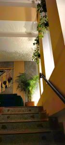基布多HOTEL BOHO BOUTIQUE的楼里一套栽有盆栽植物的楼梯