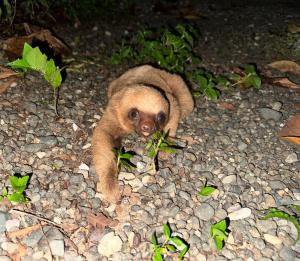 希门尼斯港La Palapa Hut Nature Hostel的一只婴儿动物站在岩石地上