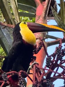 希门尼斯港La Palapa Hut Nature Hostel的坐在树上的一只黄色和黑色的鸟