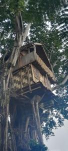 LoanengoGlowing Mountain view tree house的树屋,坐在树顶上