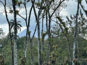 福尔图纳Casa Roble Fortuna的一组棕榈树,背景是山