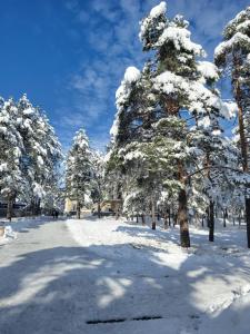 兹拉蒂博尔维利克维克公寓的雪覆盖的一群树