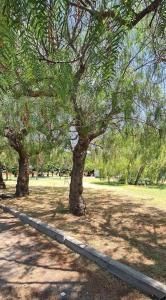 科帕内罗Casa Fiorita的围栏旁公园的两棵树