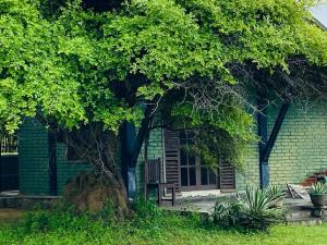 蒂瑟默哈拉默Yala Ying Yang Hostel & Camping的前面有棵树的绿色砖屋
