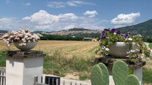 安杰利圣母B&B Panorama d'Assisi的两瓶花在围栏上