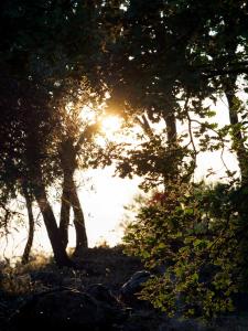 比亚恩卡维拉PODERE DELL'ETNA SEGRETA - Essential Nature Hotel的一群阳光照耀着的树