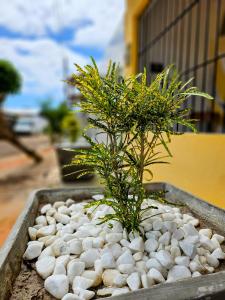 马拉戈日Casa da Mãe Barra Grande的两株植物坐在一碗岩石里