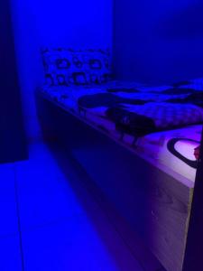 迪拜Bright Rooms的一只猫坐在蓝色房间里的床边