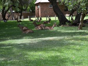 哈特比斯普特Mount Amanzi的一群鹿躺在草地上