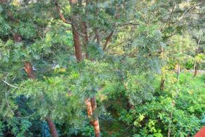 埃尔加德Vacation villa的树木林景