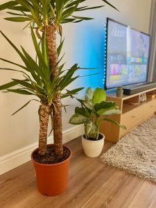 都柏林IFSC Room的客厅内种植了两棵棕榈树,配有电视
