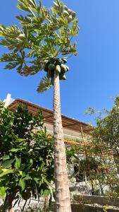 Shaqaf shalet的棕榈树上放着一大堆水果