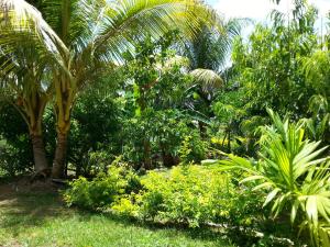 罗索科罗索尔公寓酒店的郁郁葱葱的绿色花园,种植了棕榈树和植物