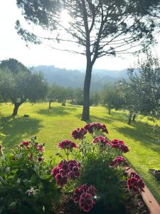 Petrignano圣母安茨络迪酒店的田野里种满鲜花和树木的花园