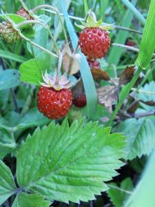 维索科Mala farma Nani的种植在植物上的草莓