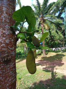 高兰Som PalmGarden的挂在树上的一束水果