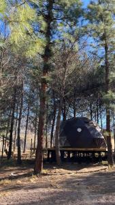 卢汉德库约Deer Glamping的树中间的一个帐篷