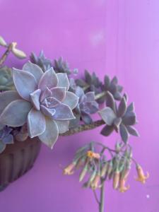 大叻Selena Dalat Homestay的粉红色墙上的紫色花卉