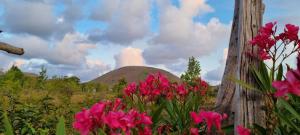 安加罗阿Cute Easter Island Cabana - MaoriTea with free airport transport & Starlink wifi的山前的一束粉红色的花