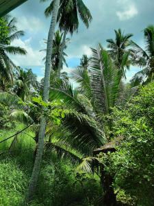 西塔努Mangrove beach house Sri Thanu的森林中的一群棕榈树