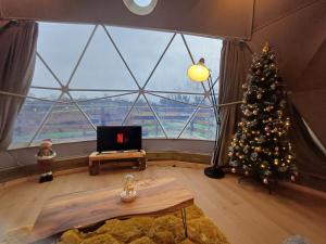巴利马尼Little River Glamping的一间设有大窗户的客房,里面有一棵圣诞树