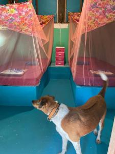 象岛自由之家民宿的一只狗站在带两张床的房间