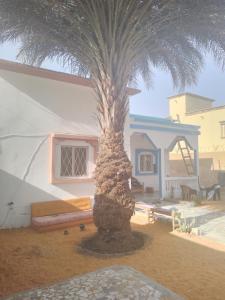 努瓦克肖特Dar Daoudi的房屋前的棕榈树
