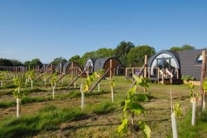 Wolds Wine Estate的帐篷旁边的田野里一排葡萄藤