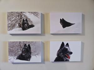 塞斯特雷Hostdomus -Pastore Apartment的墙上一张黑狗的四张照片