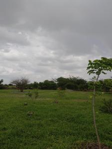 MbuguniShelta Village View Resort的绿地中间的树