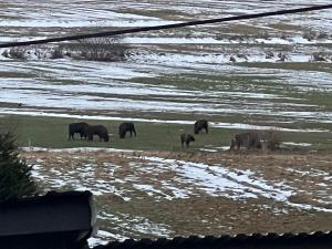巴利格鲁德Domek na Słonecznym Pagórku的一群大象在田野里放牧
