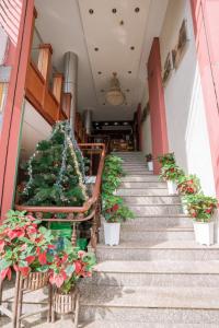 邦美蜀Triệu Vũ Hotel & Apartment的一套楼梯,上面有盆栽植物