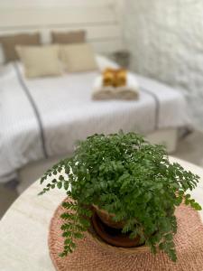 马赫Casa Kira, Macher的坐在床边桌子上的盆栽植物