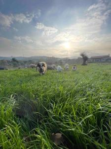 福卡Gökler Çiftliğinde Ekolojik Tatil的牧羊群在草地上放牧