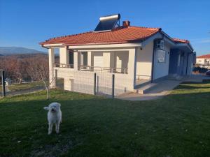 盖夫盖利亚Villa with mountain view的一只白狗站在房子前面的草地上