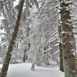 沃尔托普VILA DARIA的一群雪上加霜的树