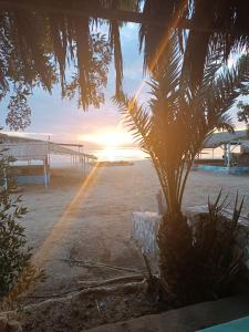 努韦巴Antika camp的一个带排球场和棕榈树的海滩