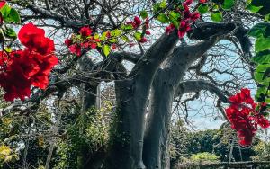维兰库卢什Baobab Beach Vilanculos的有一棵大树,上面有红花