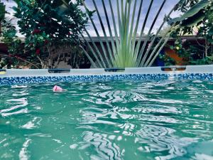 圣何塞德尔瓜维亚雷Alojamiento campestre San Miguel的一座拥有绿色水和植物的游泳池