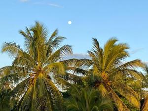 坦加拉Sasagara Beach Villa的蓝天的棕榈树群