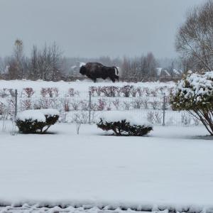 比亚沃维耶扎Apartamenty Pod Magnolią的水牛在雪覆盖的田野里行走