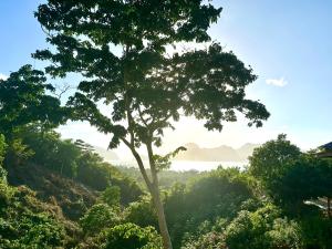 爱妮岛TukoKubo的林中立的树