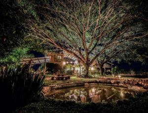 帕府SuanGlangNa的公园里的一个池塘,晚上有树