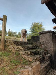 PiloñaLa Casona de Soviña的一只狗坐在石头楼梯上