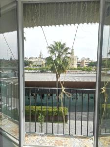 塞维利亚Betis del Oro的从窗口看到棕榈树