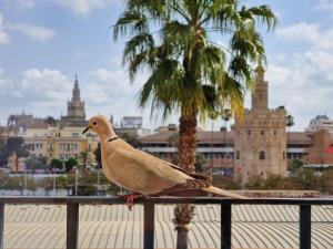 塞维利亚Betis del Oro的鸟坐在城前的围栏上