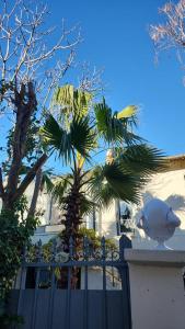 阿维尼翁Le Nid的 ⁇ 前有棕榈树的白色建筑