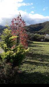 波特雷罗德洛斯弗内斯Loft Las Acacias的两棵圣诞树,在有山地的田野上
